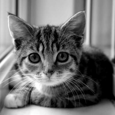 [Python] เขียน API ดึงรูปแมวเหมียวมาเซฟด้วย Requests Library ...