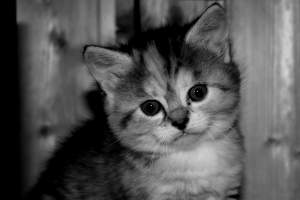 [Python] เขียน API ดึงรูปแมวเหมียวมาเซฟด้วย Requests Library ...