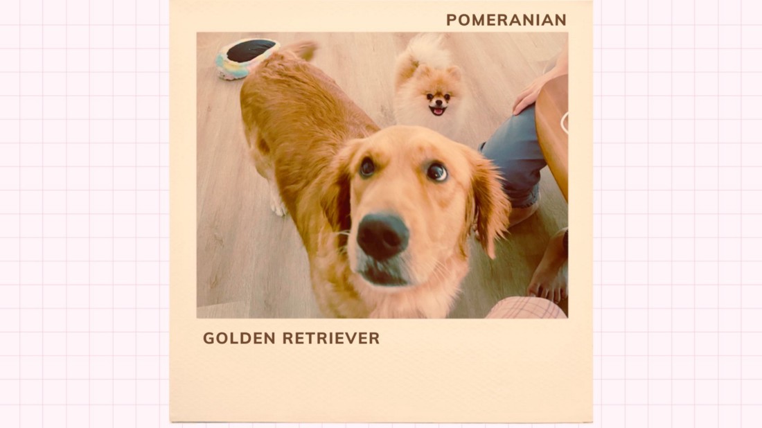 แชร์ประสบการณ์เลี้ยงหมาต่างไซส์ ตัวเล็กและตัวใหญ่ในบ้านเดียวกัน